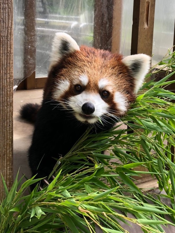 コウメのプロフィール写真
