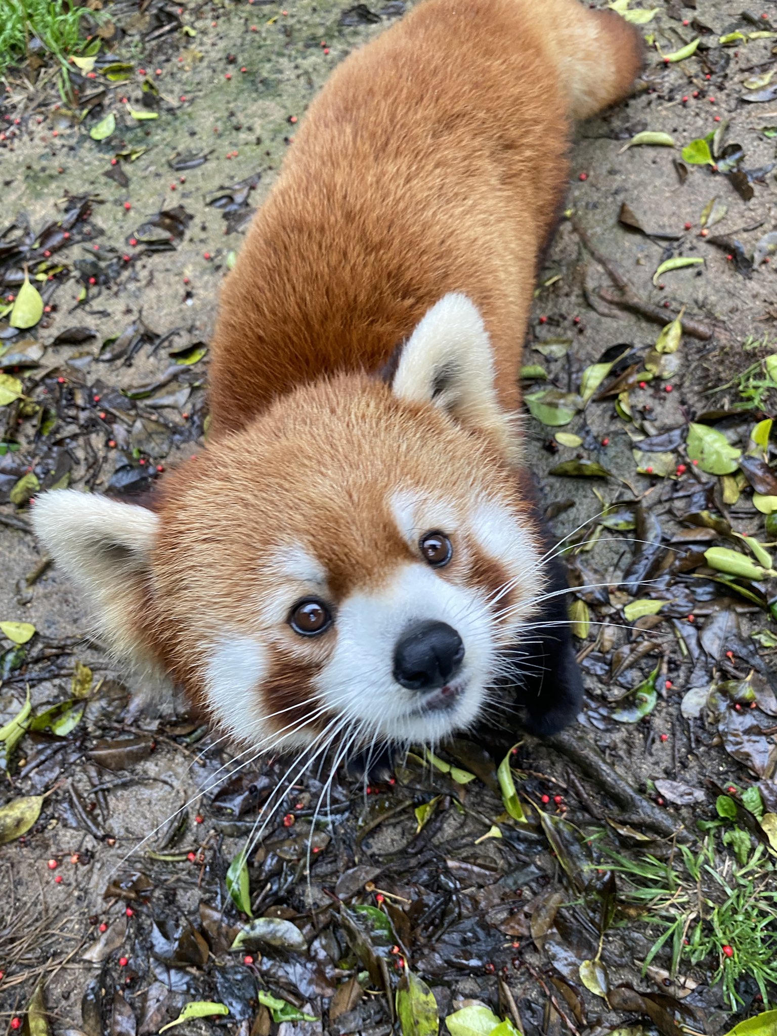 梅花のプロフィール写真