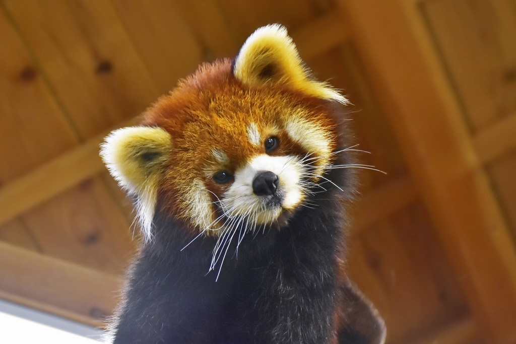 梅香のプロフィール写真