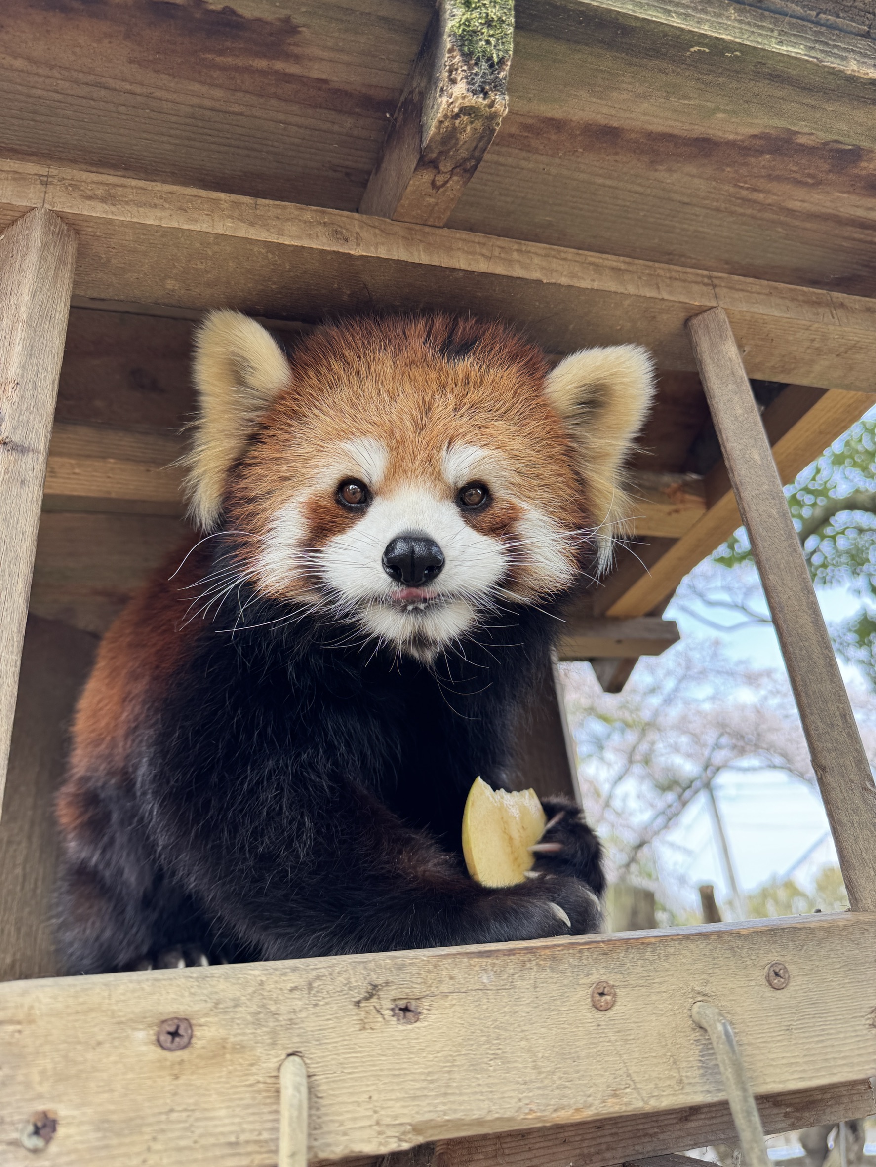 ナツメのプロフィール写真