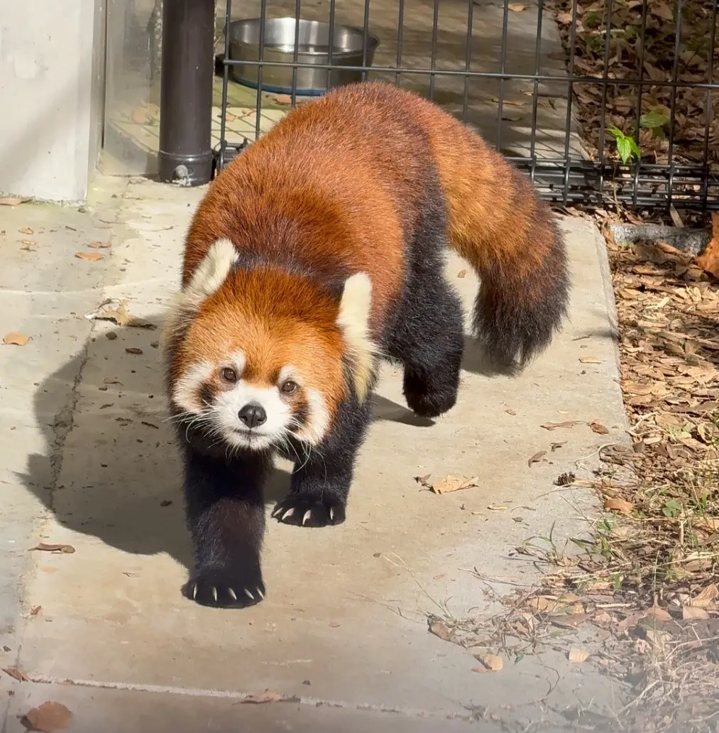 ニコのプロフィール写真