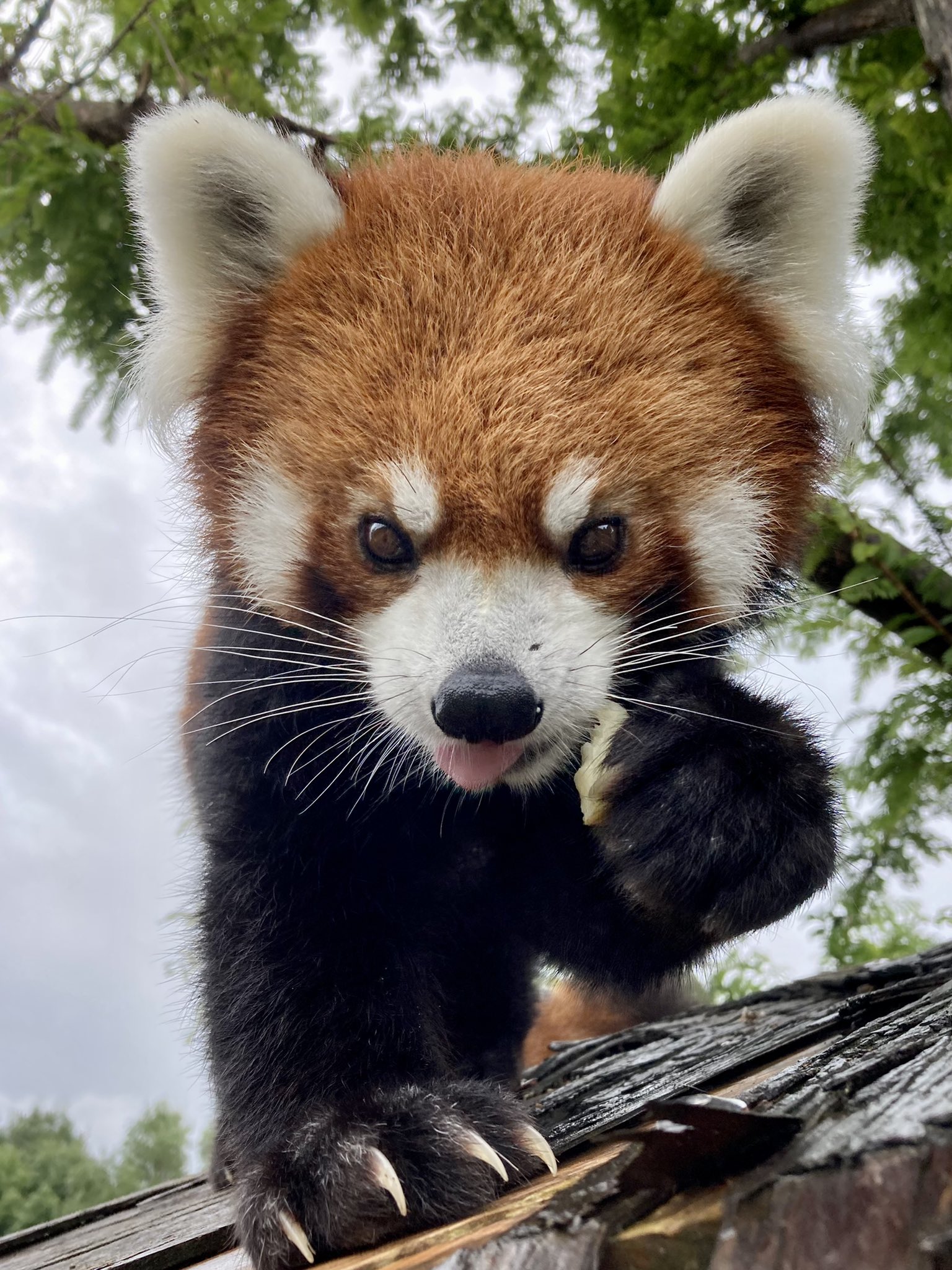 雷雷のプロフィール写真