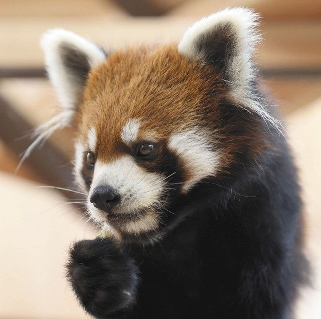 れいかのプロフィール写真