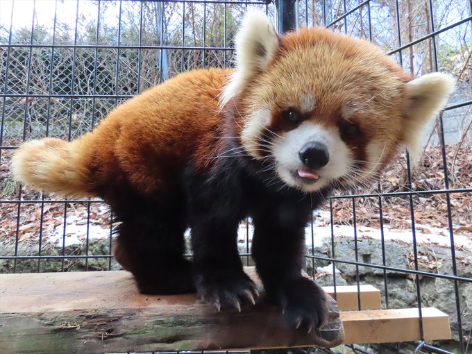 ロンのプロフィール写真｜レッサーパンダ