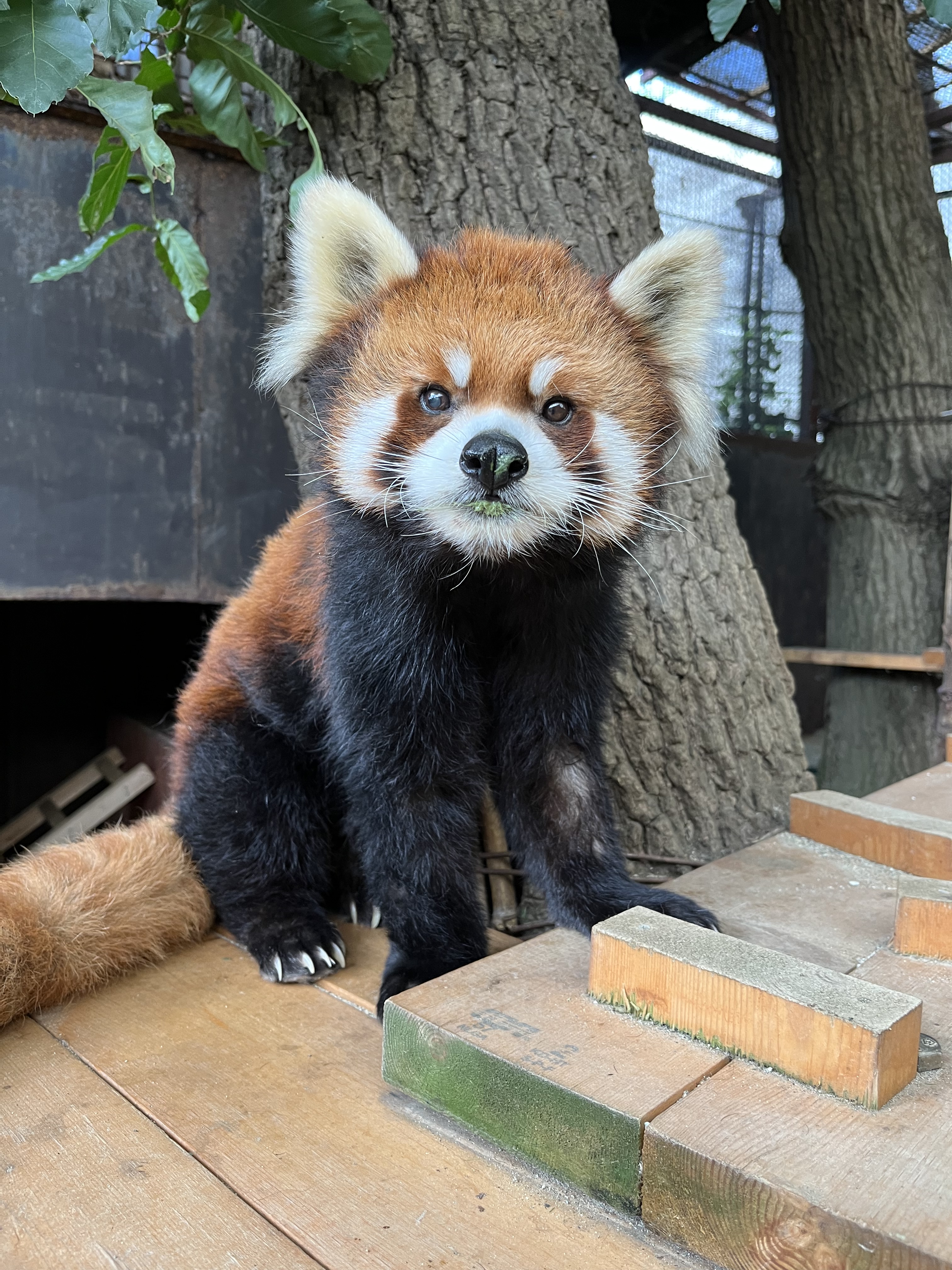 詩人のプロフィール写真
