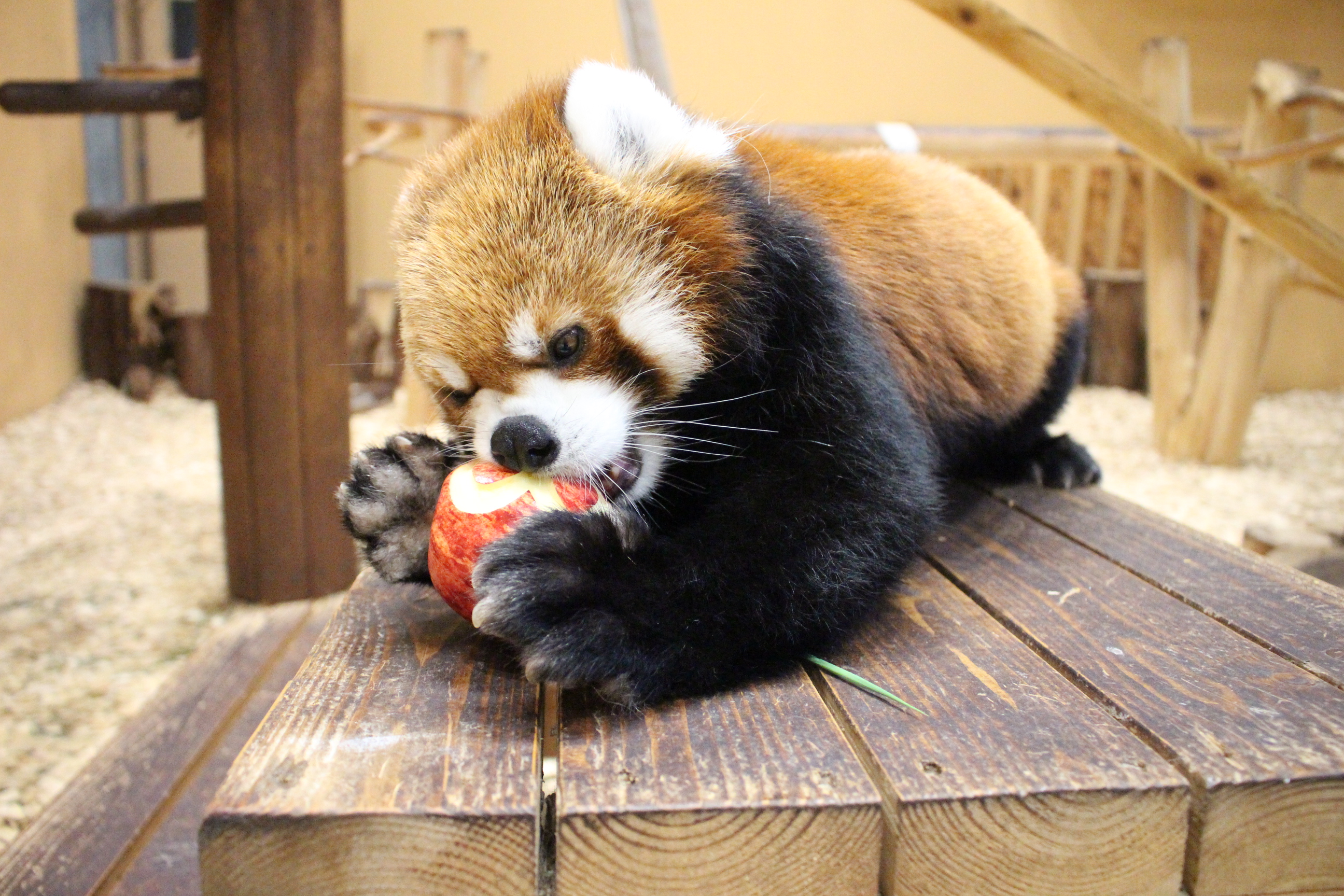 守守のプロフィール写真