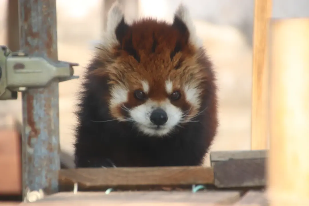 シュウナのプロフィール写真
