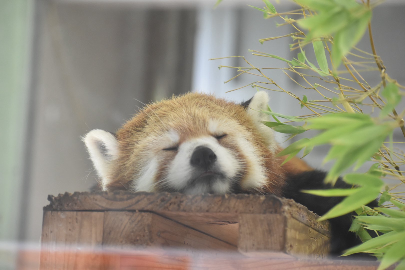 タイヨウのプロフィール写真