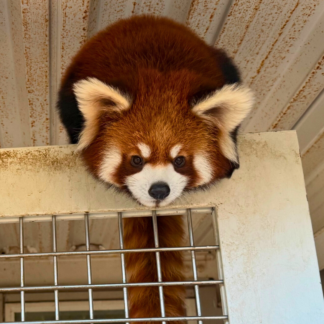 たけのこのプロフィール写真