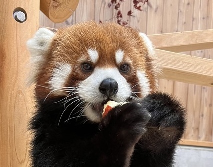 桃桃のプロフィール写真