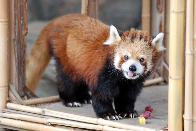 天天のプロフィール写真｜レッサーパンダ