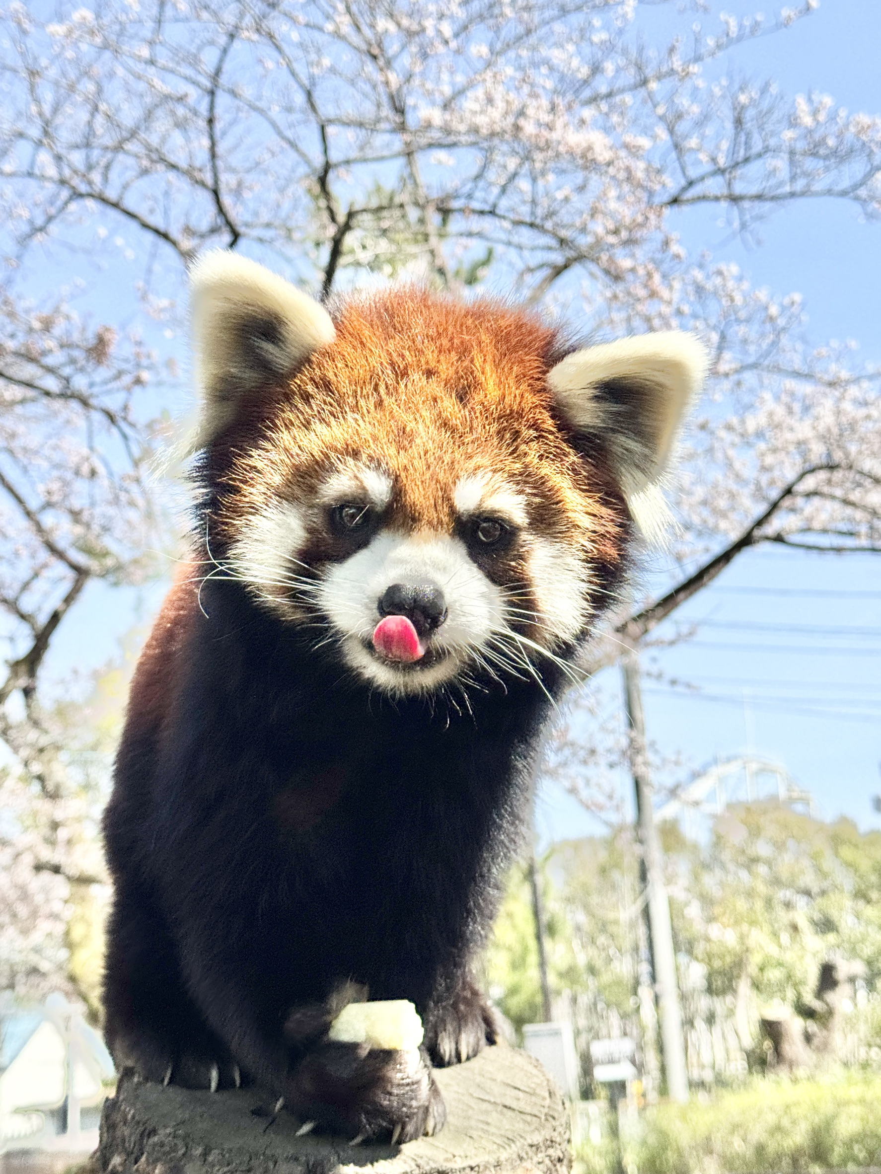 ヤンヤンのプロフィール写真