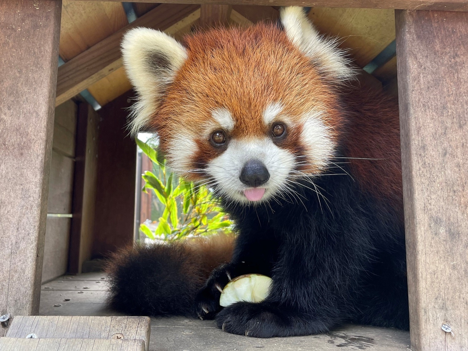 ユズのプロフィール写真